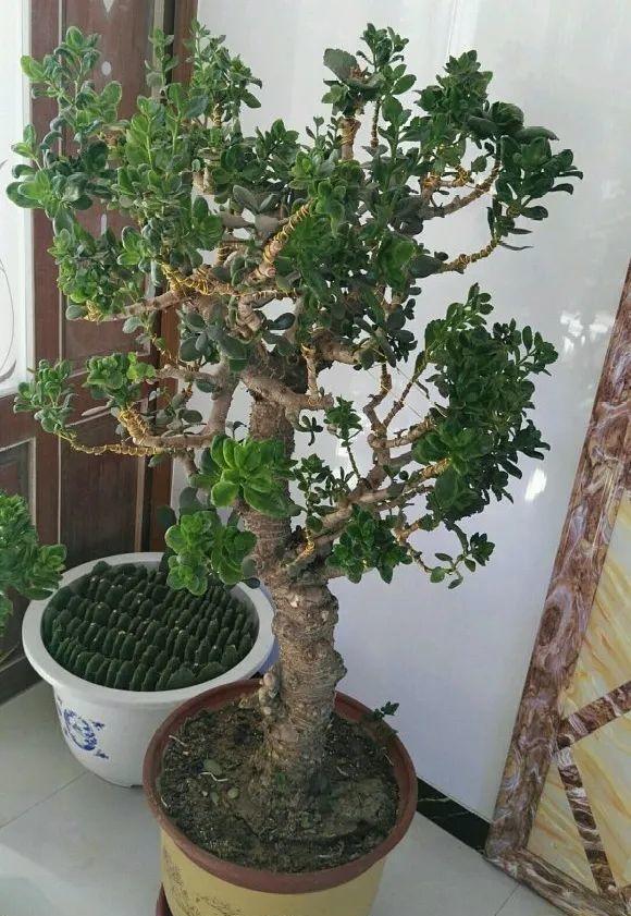 玉树砍一刀,插上长寿花,10天就成活,5个花色轮番开,变大花树