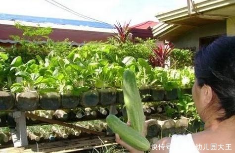 矿泉水瓶别扔了,对半切种菜,阳台秒变大菜园,天天都吃新鲜菜!