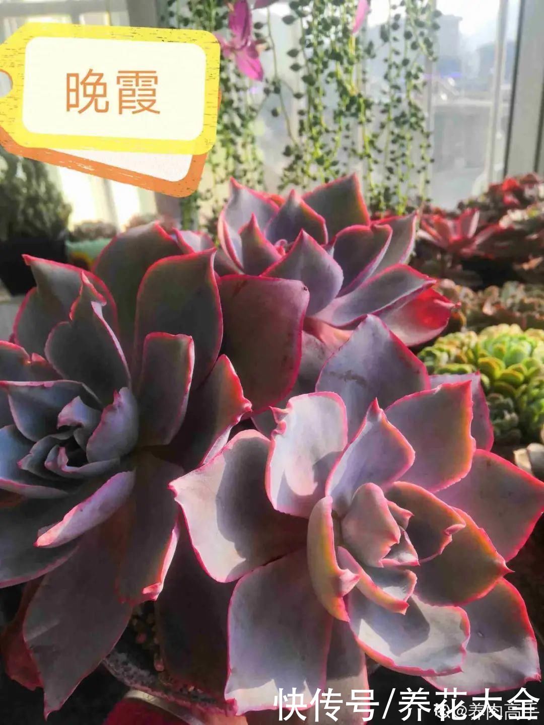 春天的多肉,长成一把大大扇子,看着就是爽