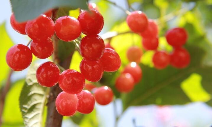 好处|孕妇可以吃樱桃吗吃樱桃的好处要知道,并非补铁补血那么简单