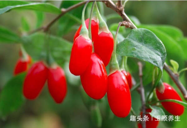 枸杞|常吃枸杞身体好，但枸杞有2大禁忌，你需要清楚，大家来了解下吧