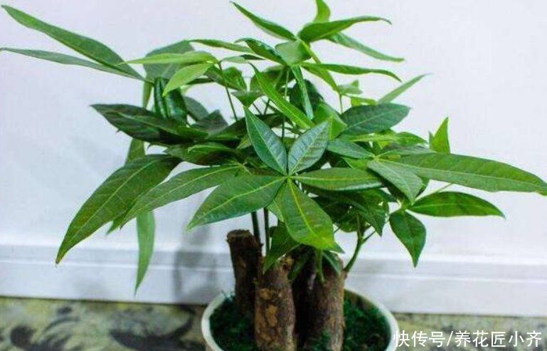 捡漏|秋季适合去花市“捡漏”，碰到4种花，用点小方法，很快就爆盆