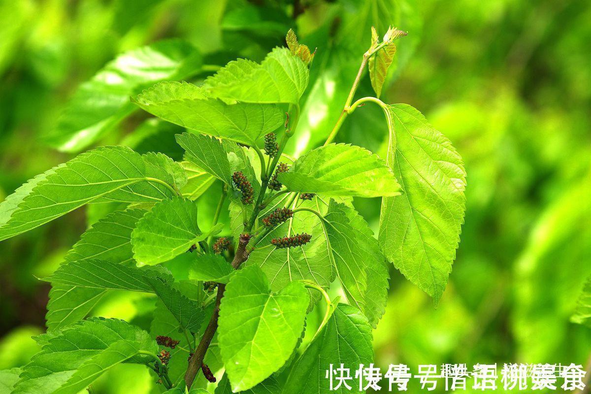 湿气|十人九湿,每晚用它泡水喝,一周体内湿气全无,女性的福音