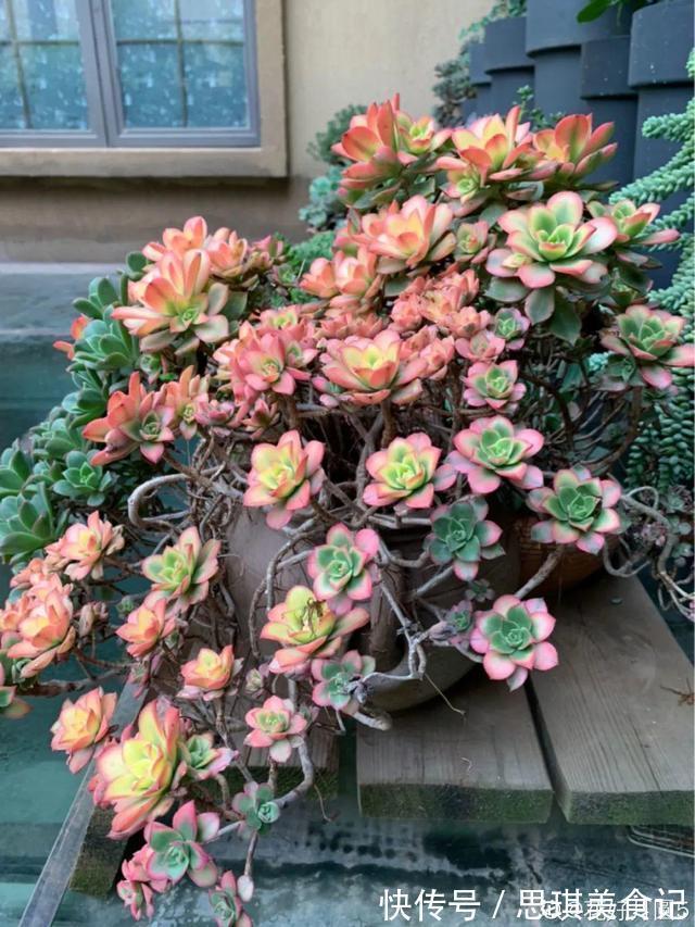 酥皮鸭|十几年的多肉“妖精”,自然老桩头,造型太美
