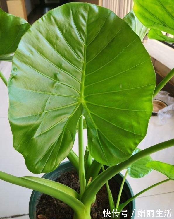 花友们|这种“养人”花,窗台客厅摆一盆,干干净净又杀菌