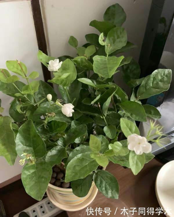 茉莉|茉莉叶子发黄,分不同的情况,对症下药,改善叶子发黄问题!