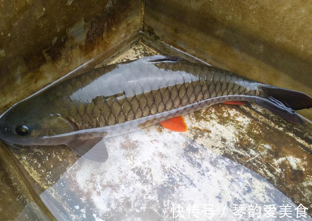 水质|常被年轻人误认成草鱼,殊不知是“淡水之王”,运气好才能钓到