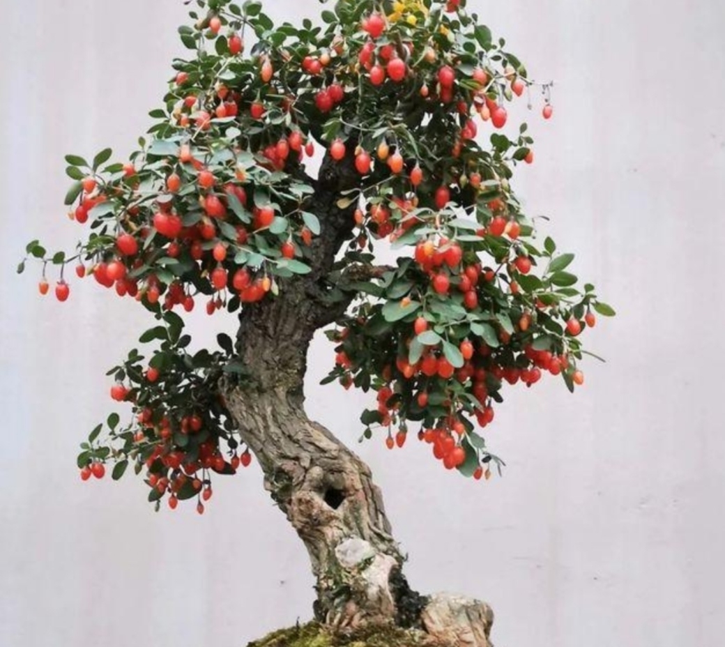 养盆景,常用“5种树”,造型美观,漂亮大方