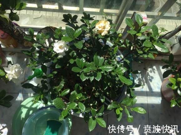 花友|3种植物是老酒鬼,一喝啤酒就疯长,根本不用施肥!