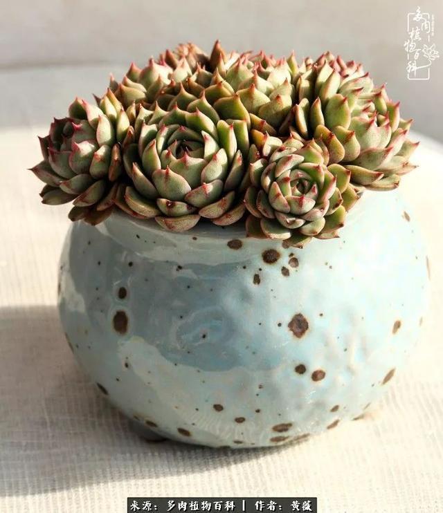 养了三年多肉，终于明白佛系养肉才是王道！