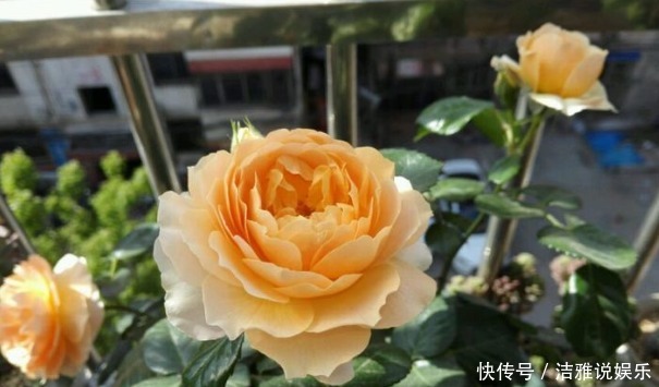 浓艳|新手养花,就养花中精品,花色浓艳,柔和温馨的花卉!