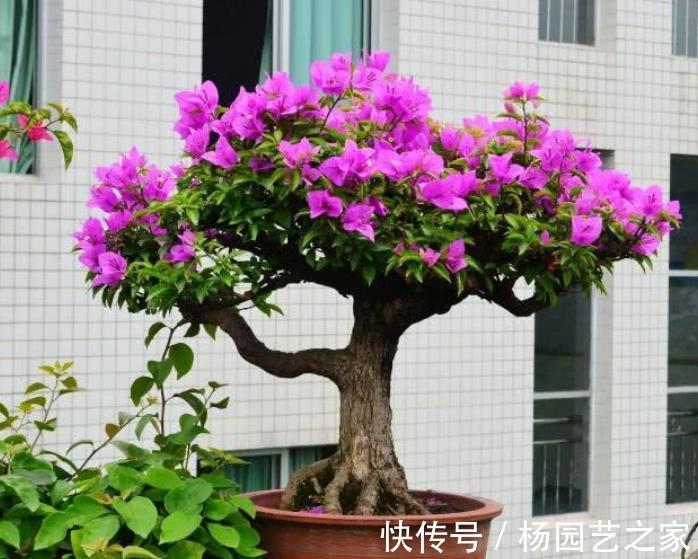 家里吃剩的1种小东西，用来养三角梅，轻松绽放层叠群花