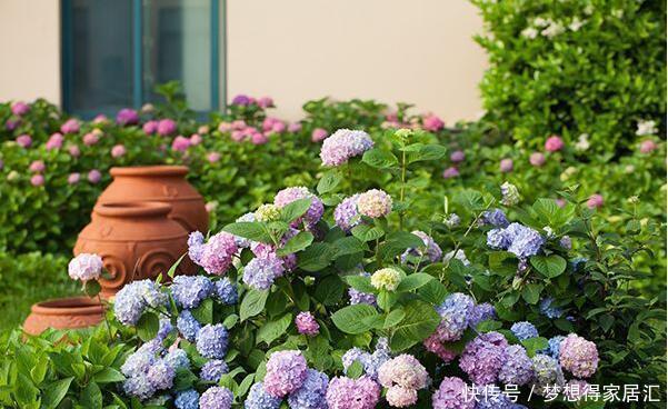 看吧|还在为绣球花开花少而苦恼?来看看吧