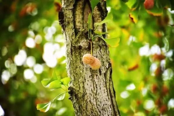 银杏|阜阳已出现！不要吃！有毒！