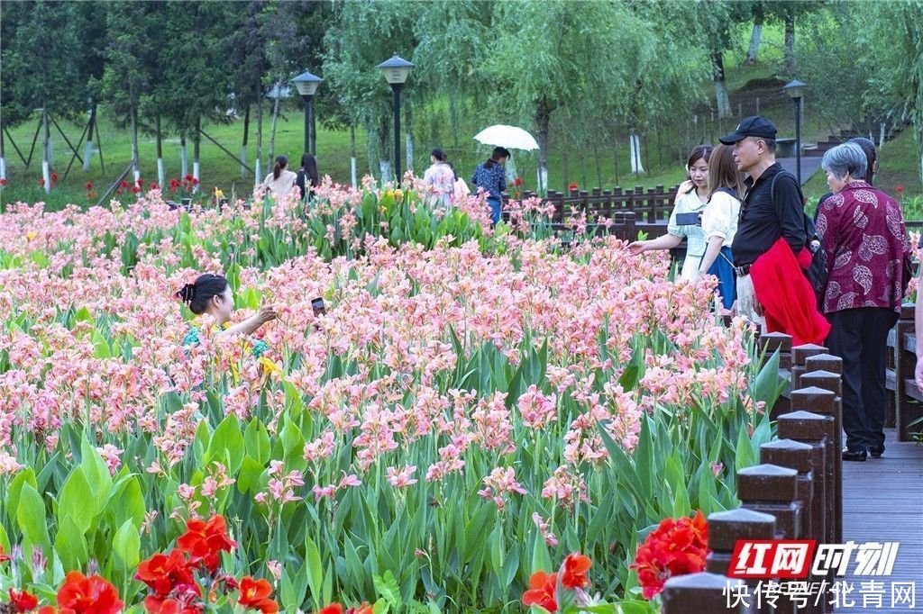 美人蕉|长沙松雅湖3000㎡美人花开 成网红打卡地