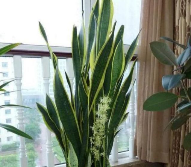 “3种花”超好养,枝叶漂亮、净化空气,家里变得天然氧吧
