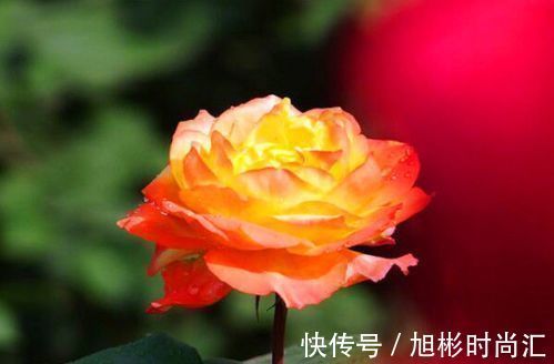 蝉兰|喜欢玫瑰就养盆宠爱小姐,花开浓艳,极为少见,堪称珍品