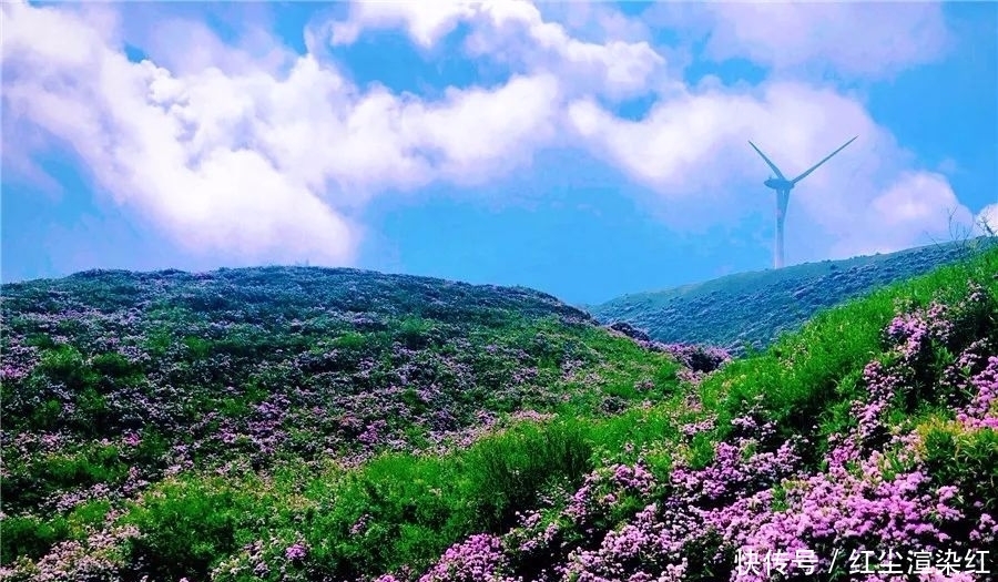 贵州乌蒙赏杜鹃，一路山花不负侬