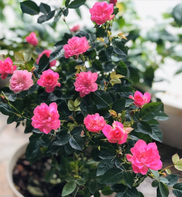 15款经典月季,好看好养,春天开成大花海!