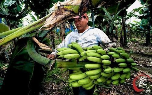 新鲜|为何香蕉在超市那么新鲜,买回家后没2天就发黑变烂?原因很简单