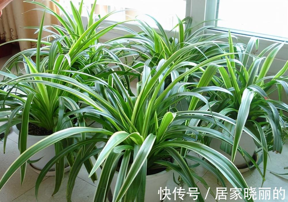 公认的“十种健康花”，建议至少养一盆，净化空气一级棒