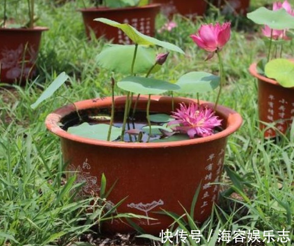 叶子|自己种“碗莲荷花”,按照正确步骤来,能快速生根发芽、开花更旺