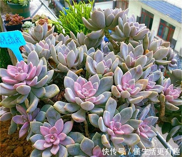 将多肉养成老桩有何难跟着我4步操作,快速养成瀑布型老桩!