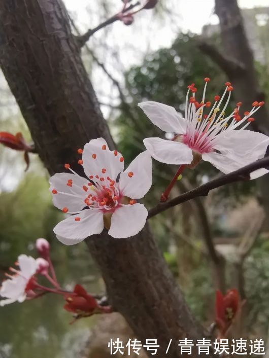 图片|多图！松江居民用镜头记录下身边的最美春色，哪一张你最有感？