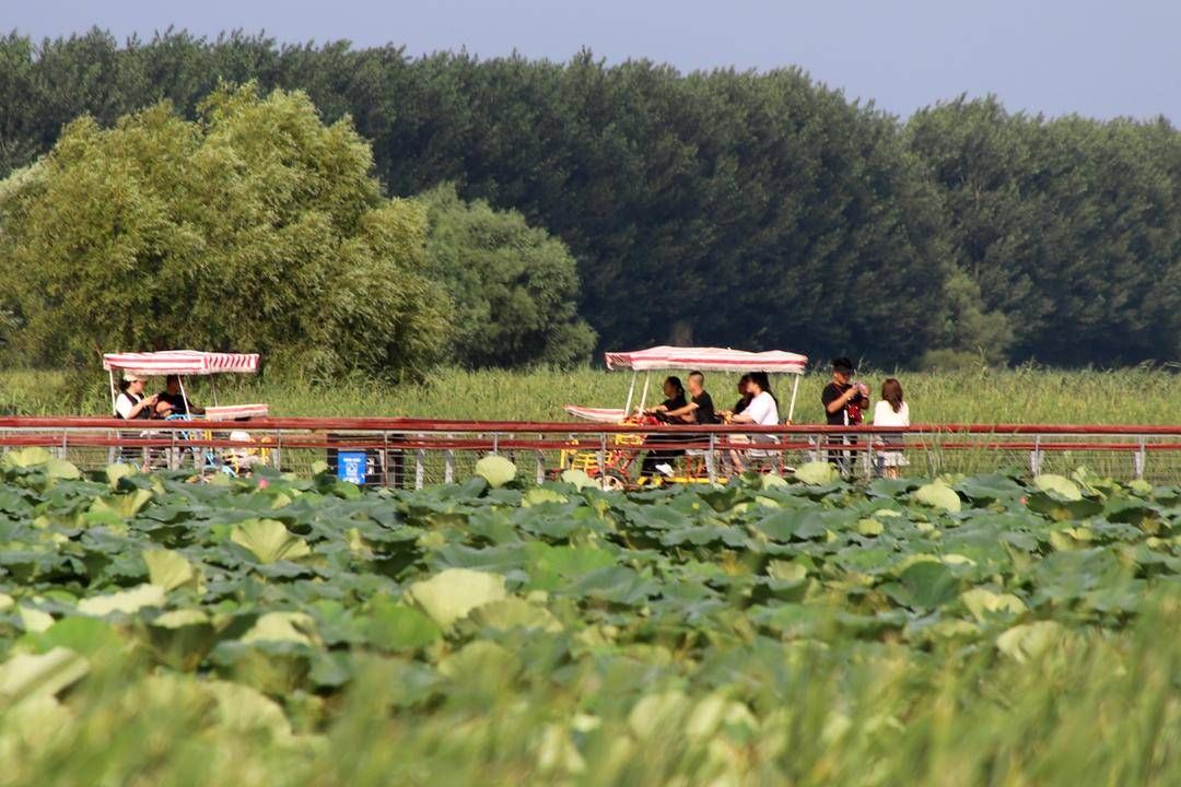 辽宁|辽宁湿地生态游逐渐走红