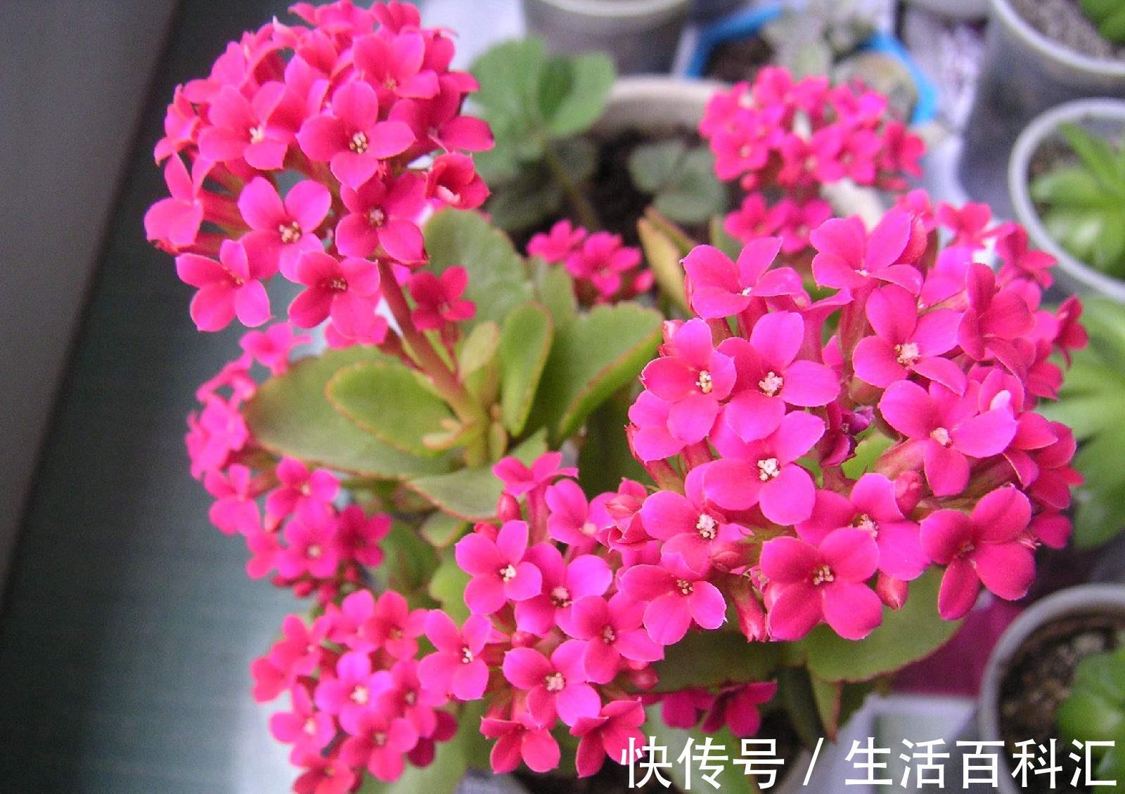 花瓣|养花试试这几款,花瓣周围一圈红边,好似少女裙沿的俏皮镶边