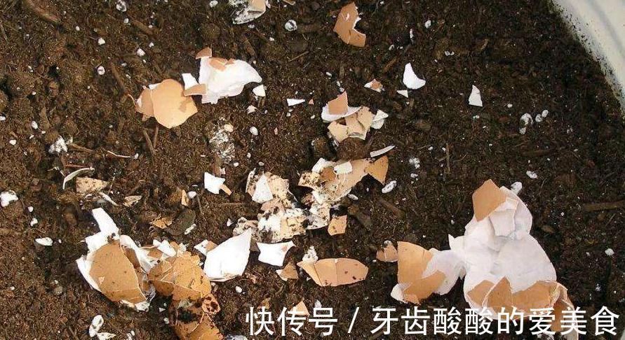 自来水|这种厨房垃圾不能扔,加工后养花,比花钱买的肥还温和好使