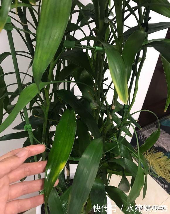 富贵竹|张姨家的富贵竹，养了3年了，竟然开花了，花香很浓，真是少见