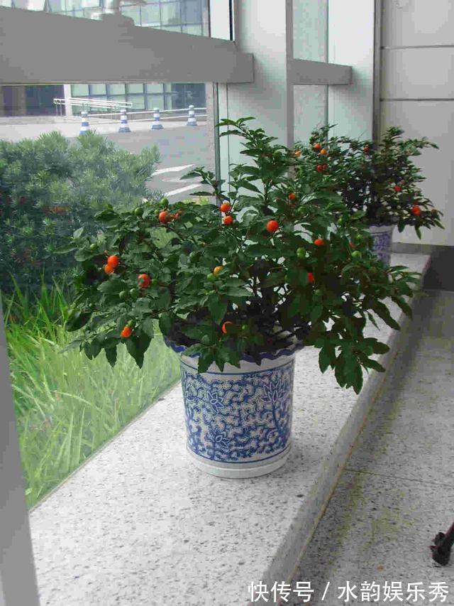 黄花茉莉|8种“小毒花”,叶子毒性大,家里若养着,光看别动它