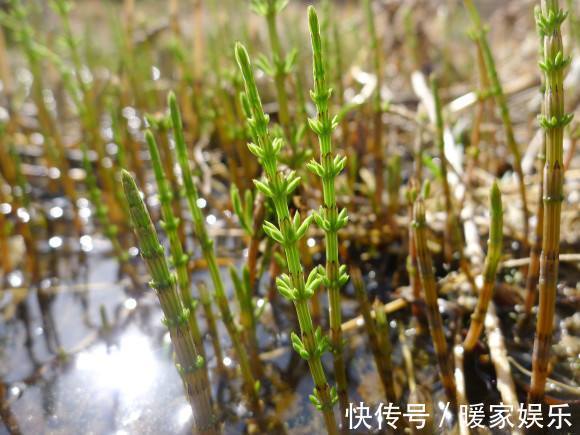 家庭院|可以吸收土里黄金的草，若生长在您家庭院，请珍惜别铲除