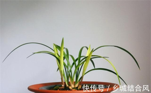 养花干货第五期,兰花根系有个抽水机,一般人不知道,保护好