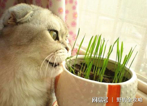 养猫经验 有必要买猫草吗 猫草怎么种 猫草多长时间长出来 快资讯