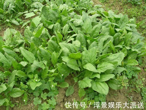 维生素e|常吃菠菜的人，身体不会差，但切忌与一物同食，却很多人不清楚