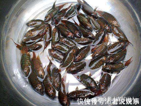 农村河里这4种鱼,全吃过的估计都是80后,00后基本上没见过