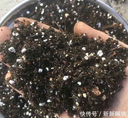 花都|这4种土不能养花，很容易招虫烂根，养啥花都活不久