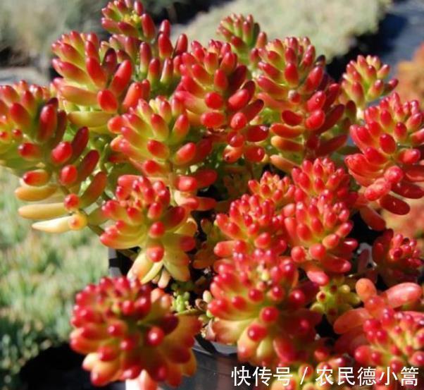 养护|秋冬养多肉,满足4个要点,盆盆妖艳,普货也能养出好状态