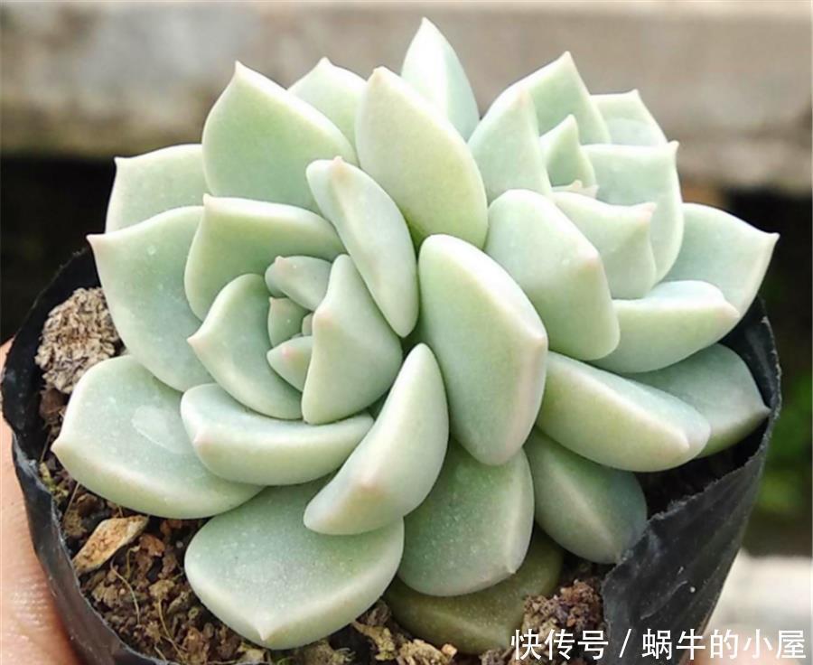 普货多肉中的战斗机——白牡丹，做好2个点，出状态比贵货还漂亮