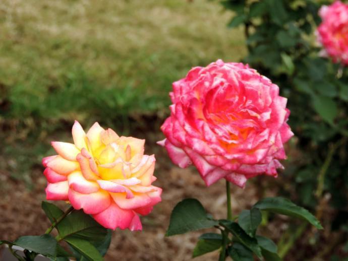 喜欢菊花，不如养“精品玫瑰”东方曙光，花型大气，美艳迷人！