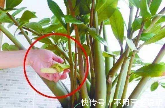 富贵竹|“6种旺财花”,房子小也要养1盆,开花更是好兆头,富贵吉祥