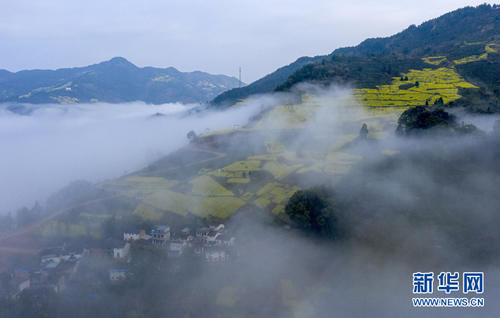 又到油菜花盛开的季节，徽州大地迎来一年中的“黄金时间”