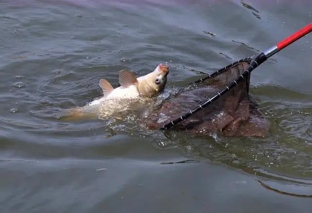 冬钓鲫鱼不上口怎么办?这“3条”缺一不可,少一条空军!