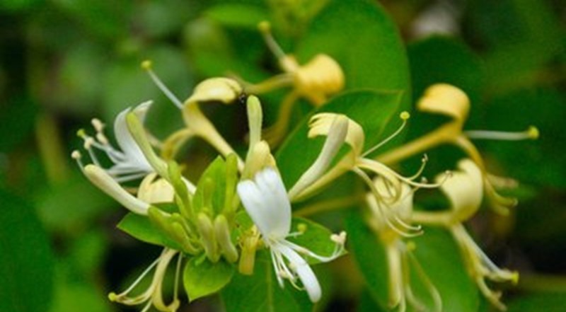 竹荪|常吃这几种野菜,能够降血压降血脂,功效超多,很多人却不知道
