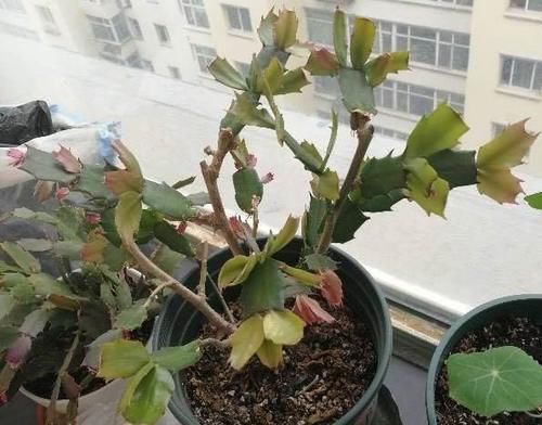 蟹爪兰长出新叶是红的，为什么？