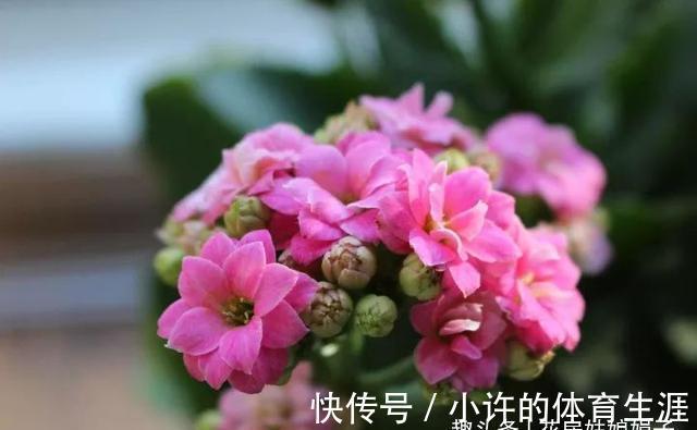 长寿花的花期到了,做好这6个方面,花苞密密麻麻,花朵开满了盆