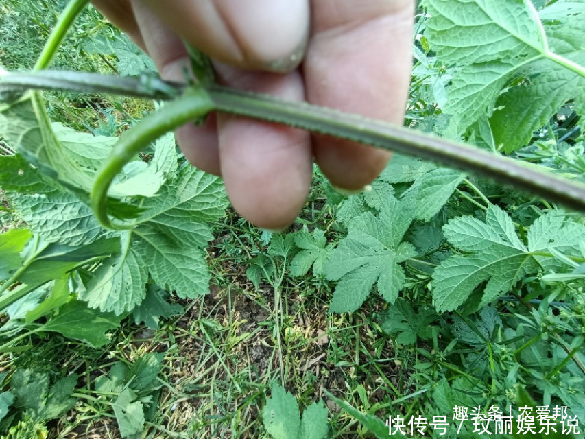 割人藤|农村常见的野草,农村人对它是又爱又恨,这究竟是为什么呢?