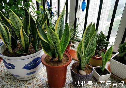 水培|这5种花，漂亮又好养，放卧室客厅都合适，还能净化空气，很实用